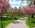 An alley in the park. Decorative pink cherries are blooming around