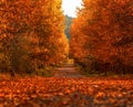 Alley in the park full of autumn trees with golden leaves Royalty Free Stock Photo