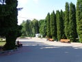 Alley in the park with high trees.