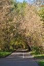 Alley of the park. A white lane separates pedestrians from cyclists.