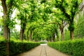 Alley Park in the Wurzburger Residenze. Germany