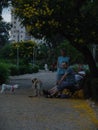 Alley park with yellow flowers blooming trees on the side, three people sitting on a bench and two dogs