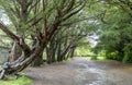 Alley path with old big trees in park. Royalty Free Stock Photo