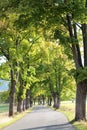 Alley, path in the park. Green tree foliage. Nature outdoor landscape with road, way, grass. Beautiful day in forest in summer or