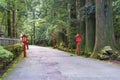 Alley, pathway along the cedar, sequoia forest