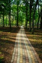 Alley, pathway in the city park in sunlight. Cobbled alley in the public  park. Green tree foliage. Nature outdoor vertical Royalty Free Stock Photo