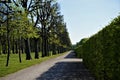 Alley, pathway and hedge in the Great Garden of Herrenhausen Gardens Hanover