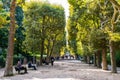 Alley of plane trees in Jardin des Plantes botanic gardens in Paris, France Royalty Free Stock Photo