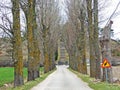 Alley of poplar trees at the foot of the hill with the Ivan Mestrovic Mausoleum, Otavice - Croatia