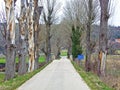 Alley of poplar trees at the foot of the hill with the Ivan Mestrovic Mausoleum, Otavice - Croatia