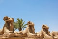 Alley of the Ram Headed Sphinxes, avenue in front of the entrance to the Temple of Karnak in Luxor, Egypt