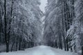 Alley of snow-covered trees in a winter park Royalty Free Stock Photo