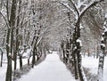 Alley in the snow in winter