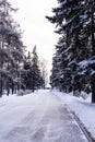 Alley in snowy morning. Snow alley in winter forest. Snow-covered landscape in the city park. Royalty Free Stock Photo