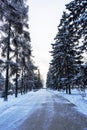 Alley in snowy morning. Snow alley in winter forest. Snow-covered landscape in the city park. Royalty Free Stock Photo