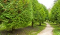 Alley of spherical thujas in park Royalty Free Stock Photo