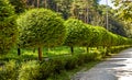 Alley of spherical thujas in park Royalty Free Stock Photo