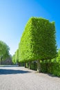 Alley of square cube-like trees, trimmed trees in cube shape. Green trees under clean blue sky Royalty Free Stock Photo