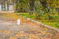 Alley strewn with yellow leaves in the city with cat. Empty alley covered with fallen leaves in autumn park. Morning landscape in Royalty Free Stock Photo