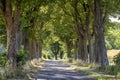 Alley in summer in Poland Royalty Free Stock Photo