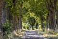 Alley in summer in Poland Royalty Free Stock Photo