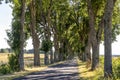 Alley in summer in Poland Royalty Free Stock Photo