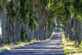 Alley in summer in Poland Royalty Free Stock Photo