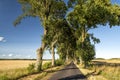 Alley in summer in Poland Royalty Free Stock Photo