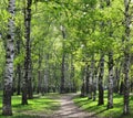 Alley in sunny birch grove with first spring greens Royalty Free Stock Photo