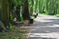 Alley on a sunny day in the shade of trees. Calm. Day Royalty Free Stock Photo