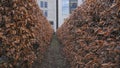 Alley surrounded by natural fences in the Rothschildpark park in Frankfurt, Germany