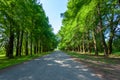 Alley of swamp cypress trees in Poti, Georgia Royalty Free Stock Photo