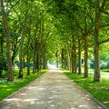 Alley in tiergarten berlin Royalty Free Stock Photo