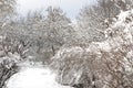 Alley and trees covered with snow