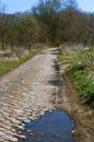 Alley, trees, high, road, footpath, ancient, journey, uncharted Royalty Free Stock Photo