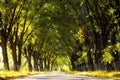 Alley with trees in the park Royalty Free Stock Photo