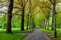 Alley with trees in park Royalty Free Stock Photo