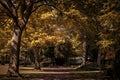 Alley with trees in the park Royalty Free Stock Photo