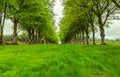 Alley of Trees