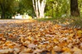 Alley with trees and yellow leaves close up Royalty Free Stock Photo