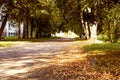 Alley with trees and yellow leaves close up Royalty Free Stock Photo