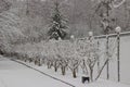 Alley of trimmed bushes covered Royalty Free Stock Photo