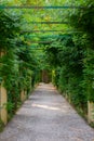 Alley of tropical climbing plants in a park
