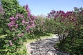 Alley of violet lilac trees