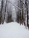 Alley in the winter forest and silence. Royalty Free Stock Photo