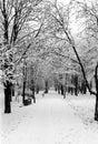 Alley in the winter park Royalty Free Stock Photo