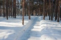 Alley in winter pine forest, the city of Tyumen