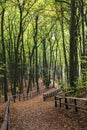 Alley in Wolin National Park Royalty Free Stock Photo