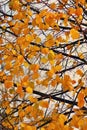 Autumn trees. Taken in Tsaritsyno public park in  Moscow, Russia. Royalty Free Stock Photo