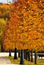 Autumn trees. Taken in Tsaritsyno public park in  Moscow, Russia. Royalty Free Stock Photo